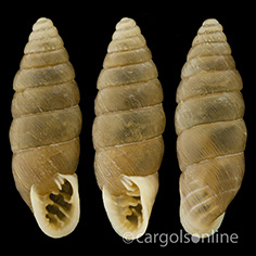 IMG_detallada/Abida secale.jpg